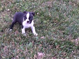 PurebredBostonTerrierPuppy